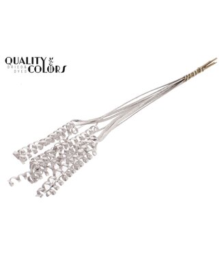 QC Cane Spring on stem Champagne ( x 50 )