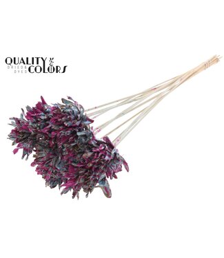 QC Shola Slice Pine 6cm on stem Splashed Light Blue/Cerise ( x 50 )