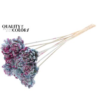 QC Shola New Beauty Rose 6cm on stem Splashed Light Blue/Cerise ( x 50 )