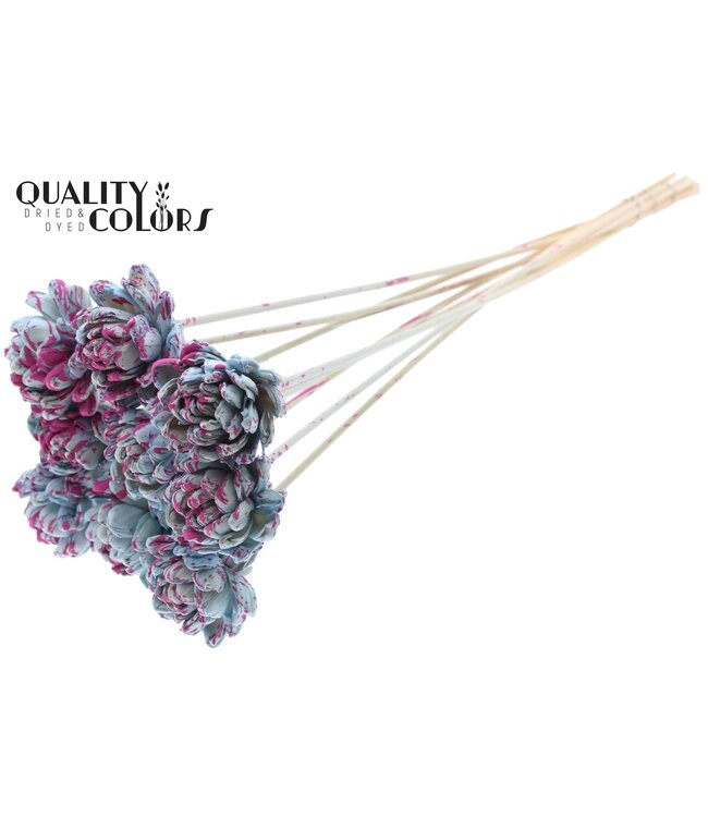 Shola New Beauty Rose 6cm on stem Splashed Light Blue/Cerise ( x 50 )