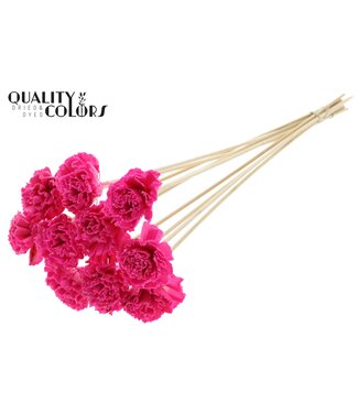 QC Shola Karnish Flower 6cm on stem Wax Cerise | Per 50 stuks