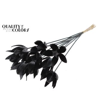 QC Wild Lilly on stem Black | Per 50 stuks
