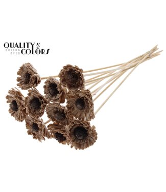 QC Shola Daisy Sunflower 6cm on stem Wax Beige ( x 50 )