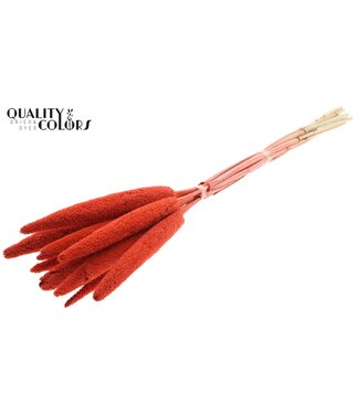 QC Babala on natural stem Coral ( x 200 )