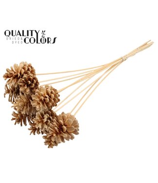 QC Pine cone 5-7cm on stem Bleached | Per 50 stuks