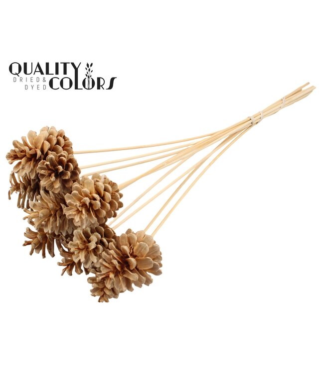 Pine cone 5-7cm on stem Bleached ( x 50 )