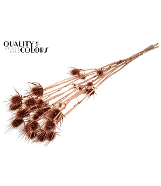 QC Cardi Distel Natural 5pc/bunch 70cm Copper ( x 6 )