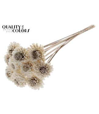 QC Shola Zinia 6cm on stem Natural | Per 50 stuks