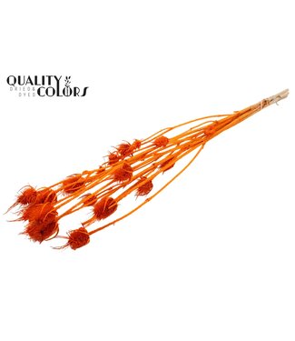QC Cardi Distel Bleached 5pc/bunch 70cm Orange ( x 6 )