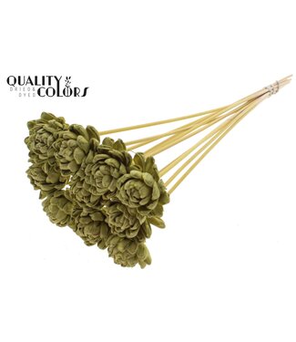 QC Shola New Beauty Rose 6cm on stem Olive ( x 50 )