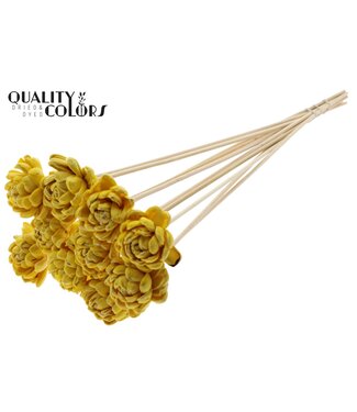 QC Shola New Beauty Rose 6cm on stem Wax Yellow ( x 50 )