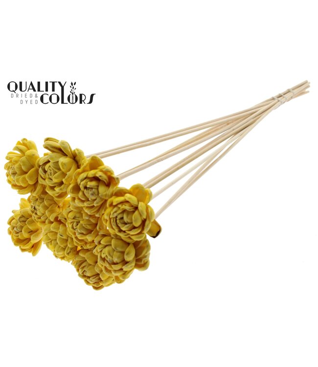 Shola New Beauty Rose 6cm on stem Wax Yellow ( x 50 )