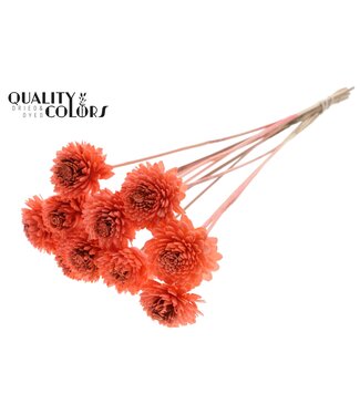 QC Shola Zinia 6cm on stem Coral | Per 50 stuks