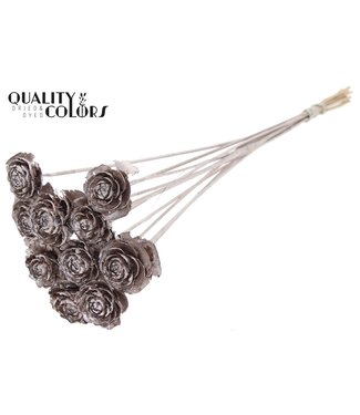 QC Cedar Rose on stem Champagne | Per 50 stuks