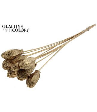 QC Mehogani on stem Antique Gold | Per 50 stuks