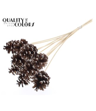 QC Pine cone 5-7cm on stem Champagne Tipped | Per 50 stuks
