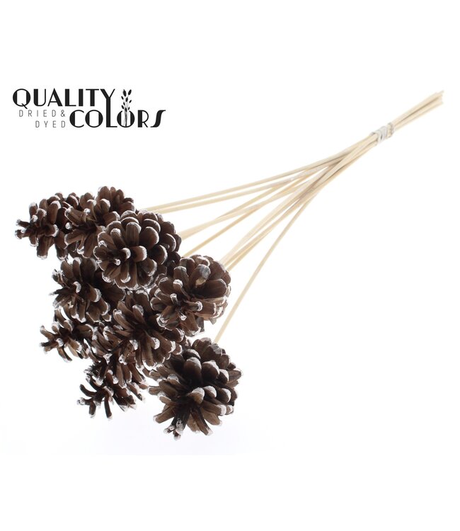 Pine cone 5-7cm on stem Champagne Tipped ( x 50 )