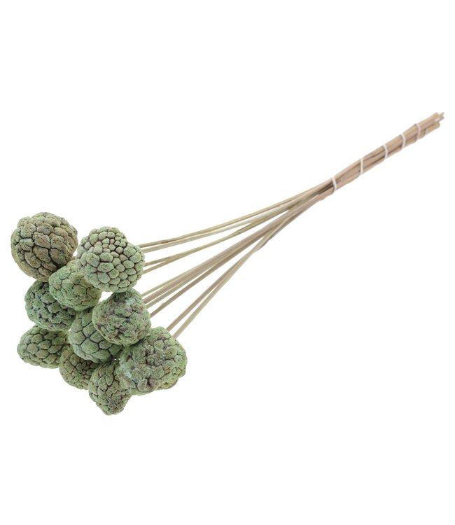 Atta Fruit on stem Frosted Mint ( x 50 )