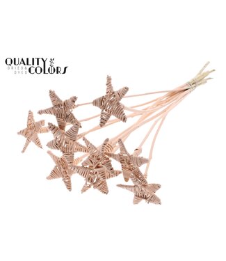 QC Lata Star on stem Covered Apricot ( x 50 )