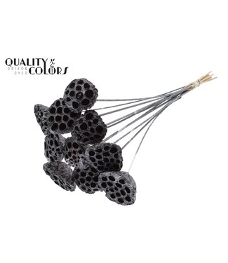 QC Lotus 5-7cm on stem Metallic Graphite ( x 50 )