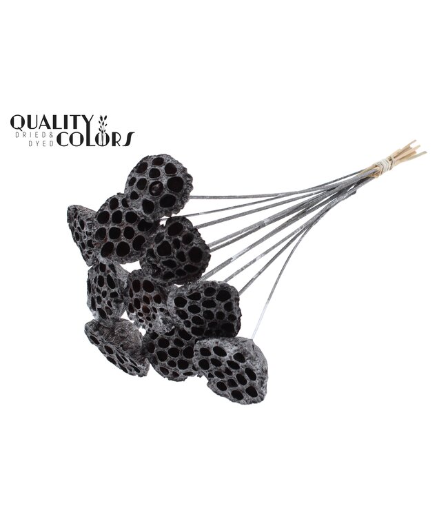 Lotus 5-7cm on stem Metallic Graphite ( x 50 )