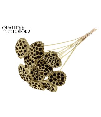 QC Lotus 5-7cm on stem Gold ( x 50 )