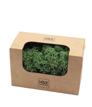 4A Lichen de renne préservé vert | Poids 50 grammes | Par pièce
