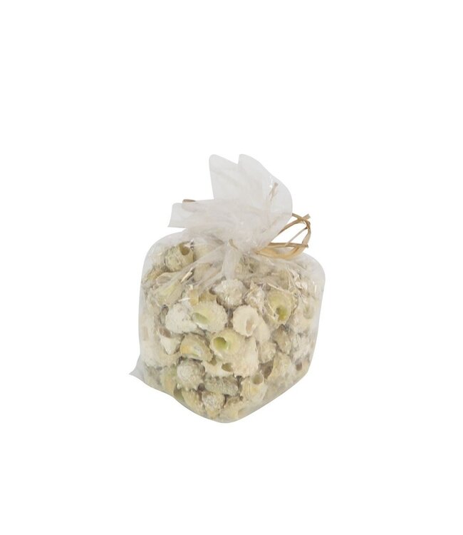 Naturelle Astrea coquilles de calcaire | Poids 750 grammes | À l'unité disponible