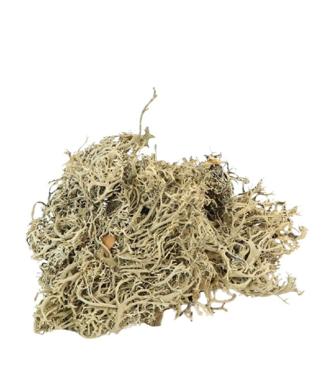 Droogdeco Mos Lychen 500g ( x 1 )