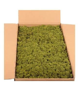 AD Ijslandmos (reindeer) Medium Green Bulk ( x 1 )