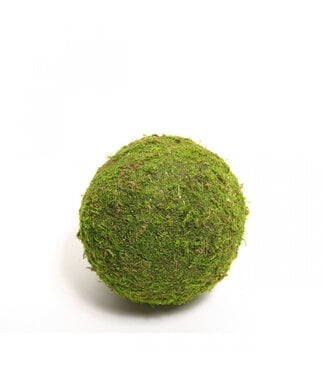 4A Grüne getrocknete Mooskugel | Durchmesser 8 Zentimeter | Pro 12 Stück