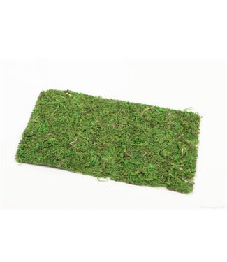 4A Feuille de mousse verte séchée déco sèche | Dimensions 30 x 18 centimètres | Par pièce