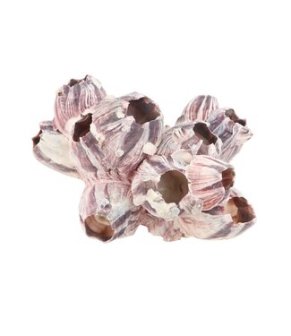 4A Barnacles Coquillage | Diamètre 7 - 12 cm | Par pièce
