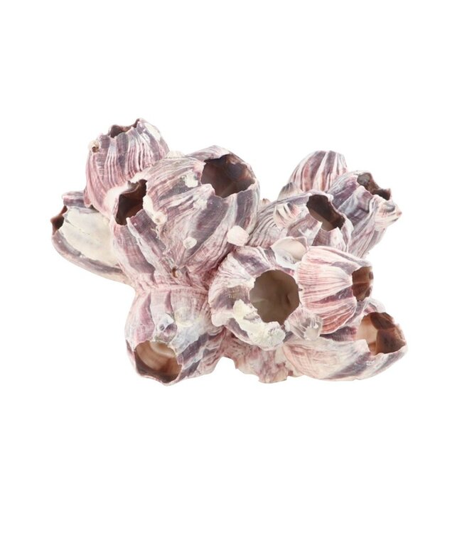 Barnacles Coquille | Diamètre 7 - 12 cm | À l'unité