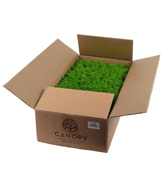 AD Ijslandmos (reindeer) Light Green Bulk | Per stuk