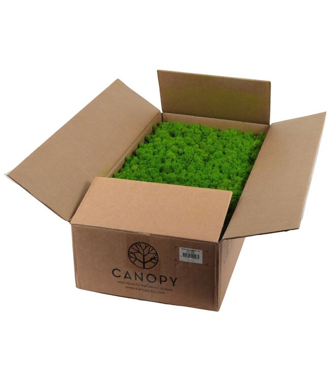 Ijslandmos (reindeer) Light Green Bulk ( x 1 )