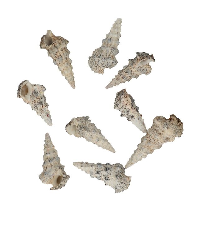 Cerethium Nodolosum Coquillages | Contenu 500 grammes | À l'unité à commander