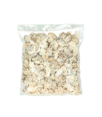 4A Haliotis Pulcherima Shells | Contents 500 grams | Per piece