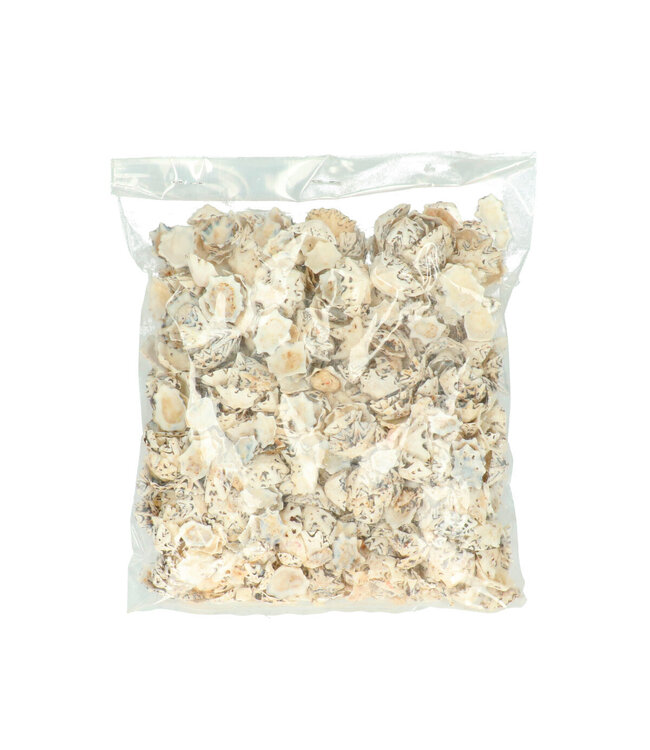 Haliotis Pulcherima Shells | Contents 500 grams | Available to order individually