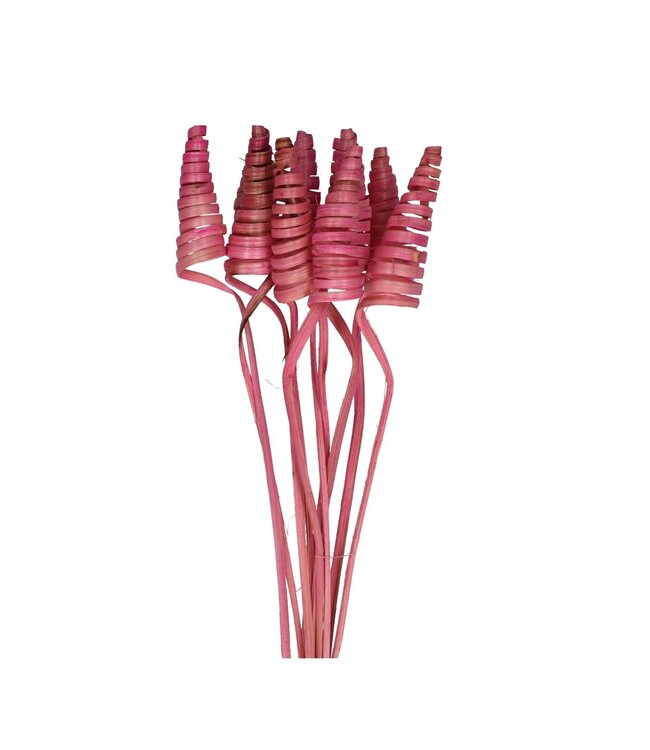 Bijsteker 50cm Cane Cone ( x 10 )