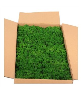 AD Ijslandmos (reindeer) Natural Green Bulk ( x 1 )