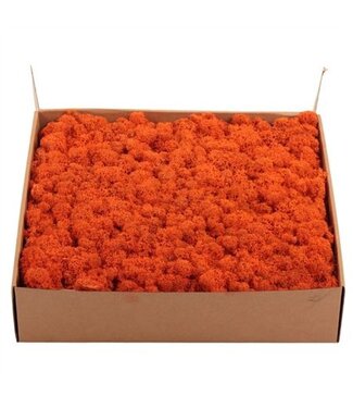 AD Lichen d'Islande ou lichen de renne préservé orange | Poids 5 kilogrammes | Par pièce