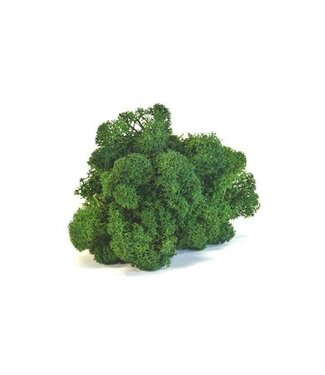 AD Forest green preserved reindeer moss or Iceland moss | Weight 5 kilograms | Per piece