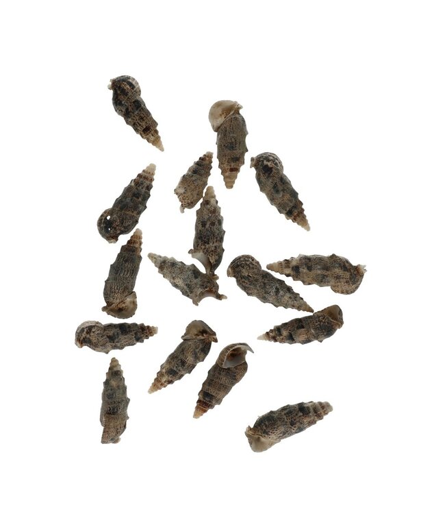 Cerethium Aloco Coquillages | Contenu 500 grammes | Commandable à l'unité