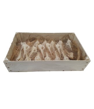 QC Shell Tririmis in box | Per stuk