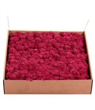AD Fuchsia-coloured preserved reindeer moss or Iceland moss | Weight 5 kilograms | Per piece