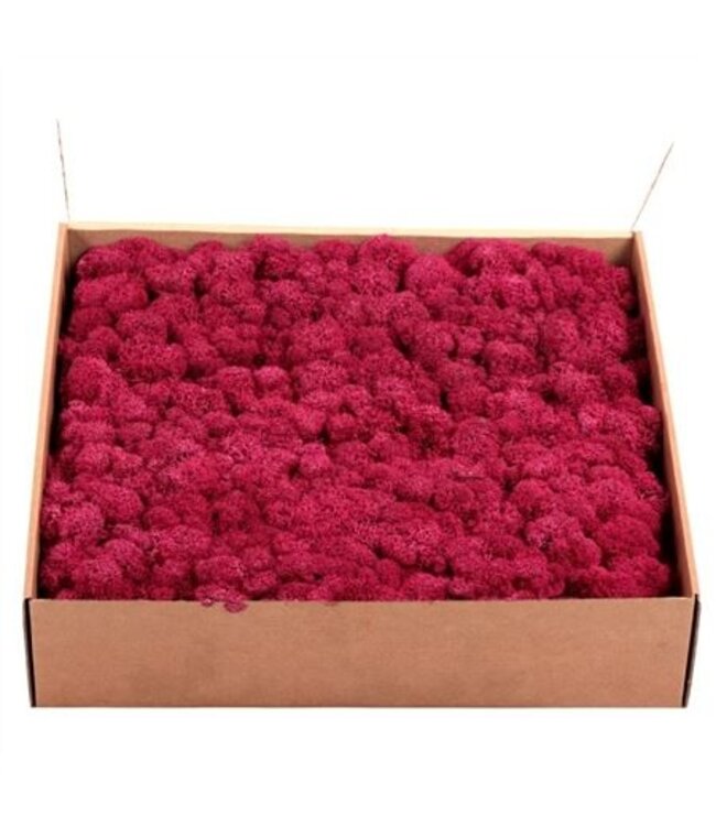 Fuchsia-coloured preserved reindeer moss or Iceland moss | Weight 5 kilograms | Available to order individually