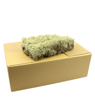 4A Lichen de renne préservé | Poids 3,5 kilos | Par pièce