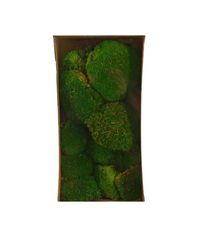 Preserved Mos 7-15cm x10 ( x 1 )