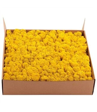 AD Lichen des rennes préservé jaune ou mousse d'Islande | Poids 5 kilogrammes | Par pièce
